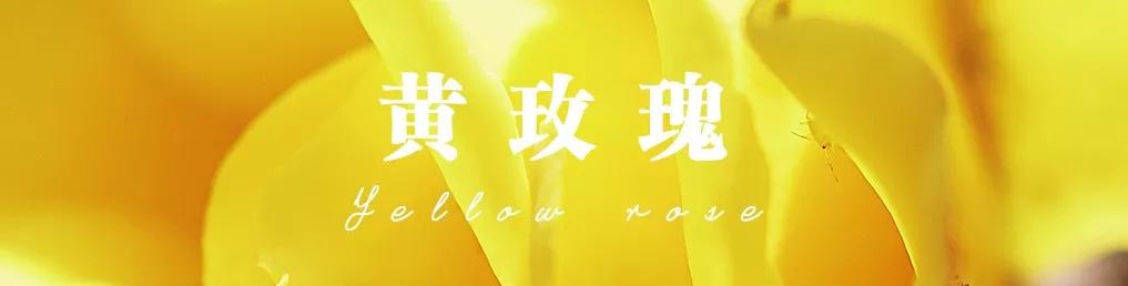 花店必备的5款玫瑰,花店常用的10款玫瑰花是哪些品种