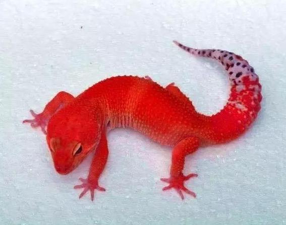 古代女子手上的守宫砂是怎么回事,女子手臂上的守宫砂真的有效吗