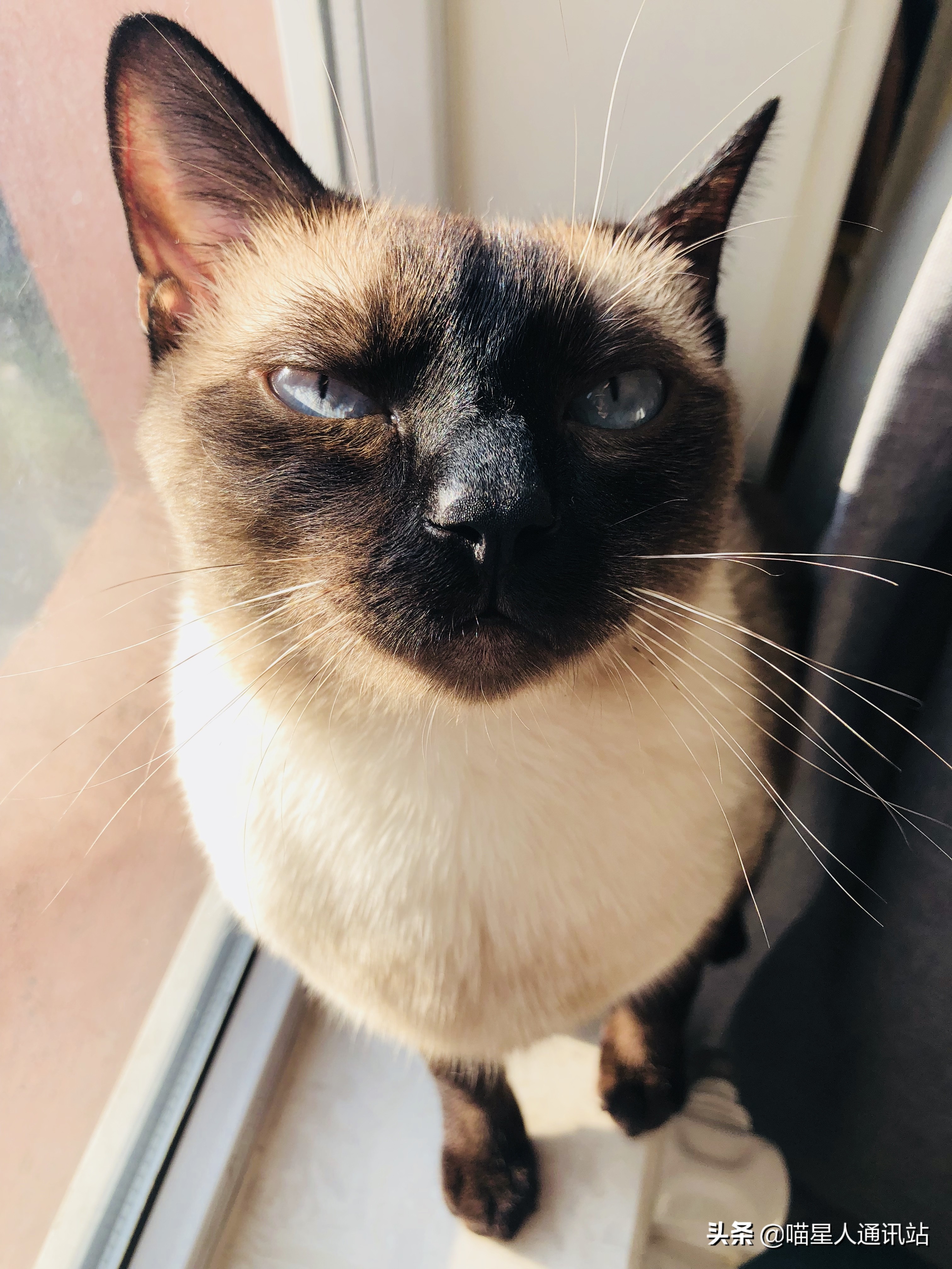 花销盘点｜养一只猫一年花的钱够买30根口红