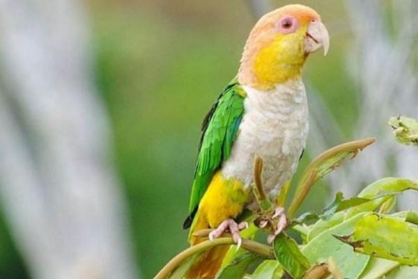 新手养鹦鹉应该养哪种品种,养鹦鹉该养哪种好点的鹦鹉