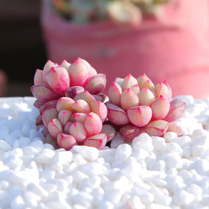 又萌又美丽好养的多肉,哪些多肉是小可爱种的