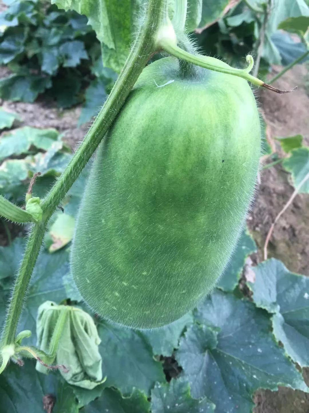 他从老师转行到柬埔寨当“农民”，2次从零开始，如今终见希望