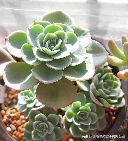 365种多肉图谱大全,365种鲜花图册大全