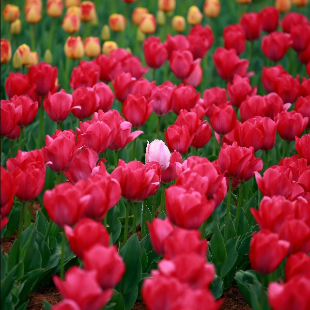 高雅郁金香鲜花图片,郁金香高雅脱俗