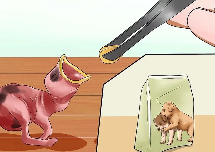 你有没有养过小动物,你有没有想过要养一只猫