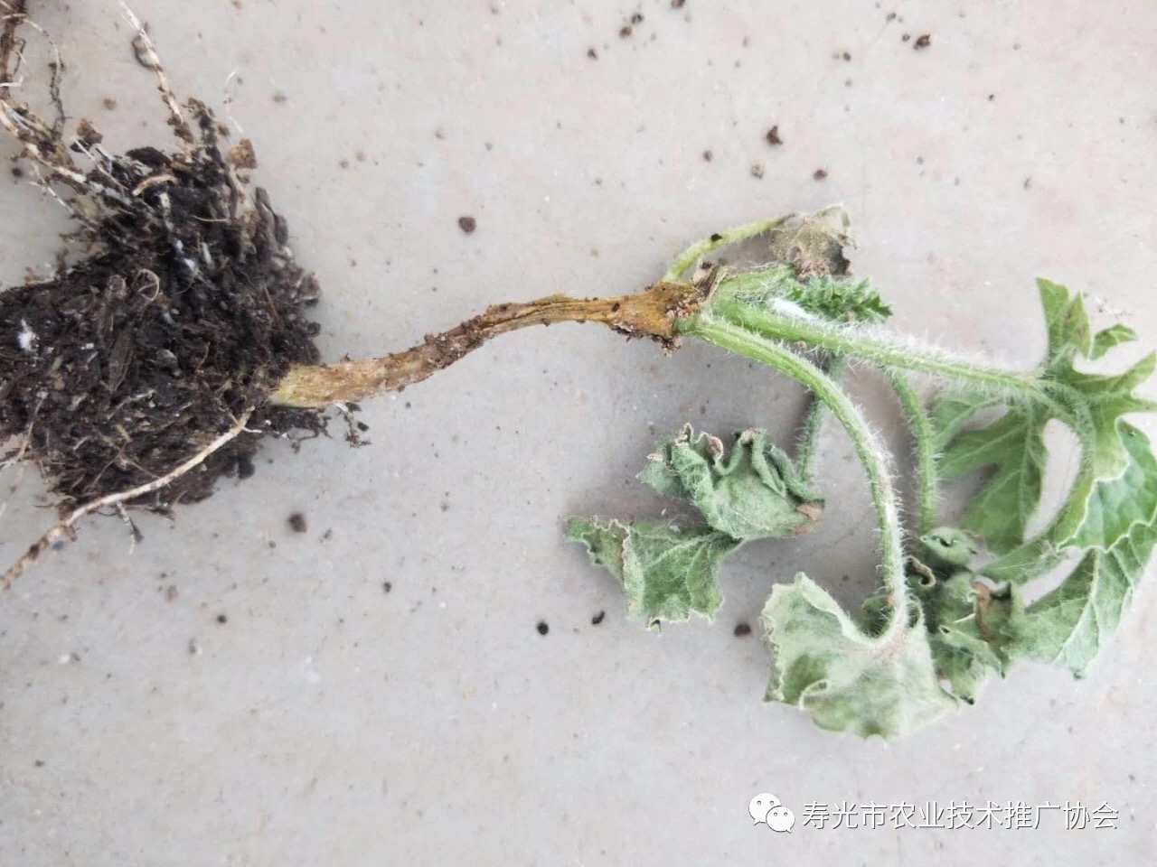 西瓜炭疽病和果腐病怎样识别,西瓜茎基腐病专用药