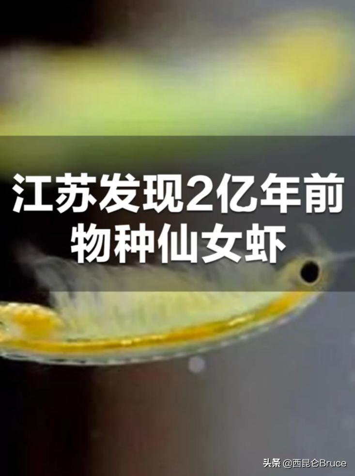 为什么会出现在江苏?2亿年前的仙女虾,到底有什么价值呢