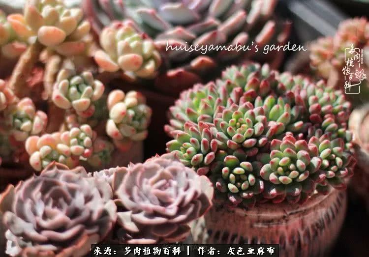 许我向你看,许我向你看演唱