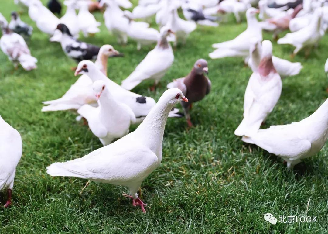 北京常见的动物有哪些,北京市郊常见动物