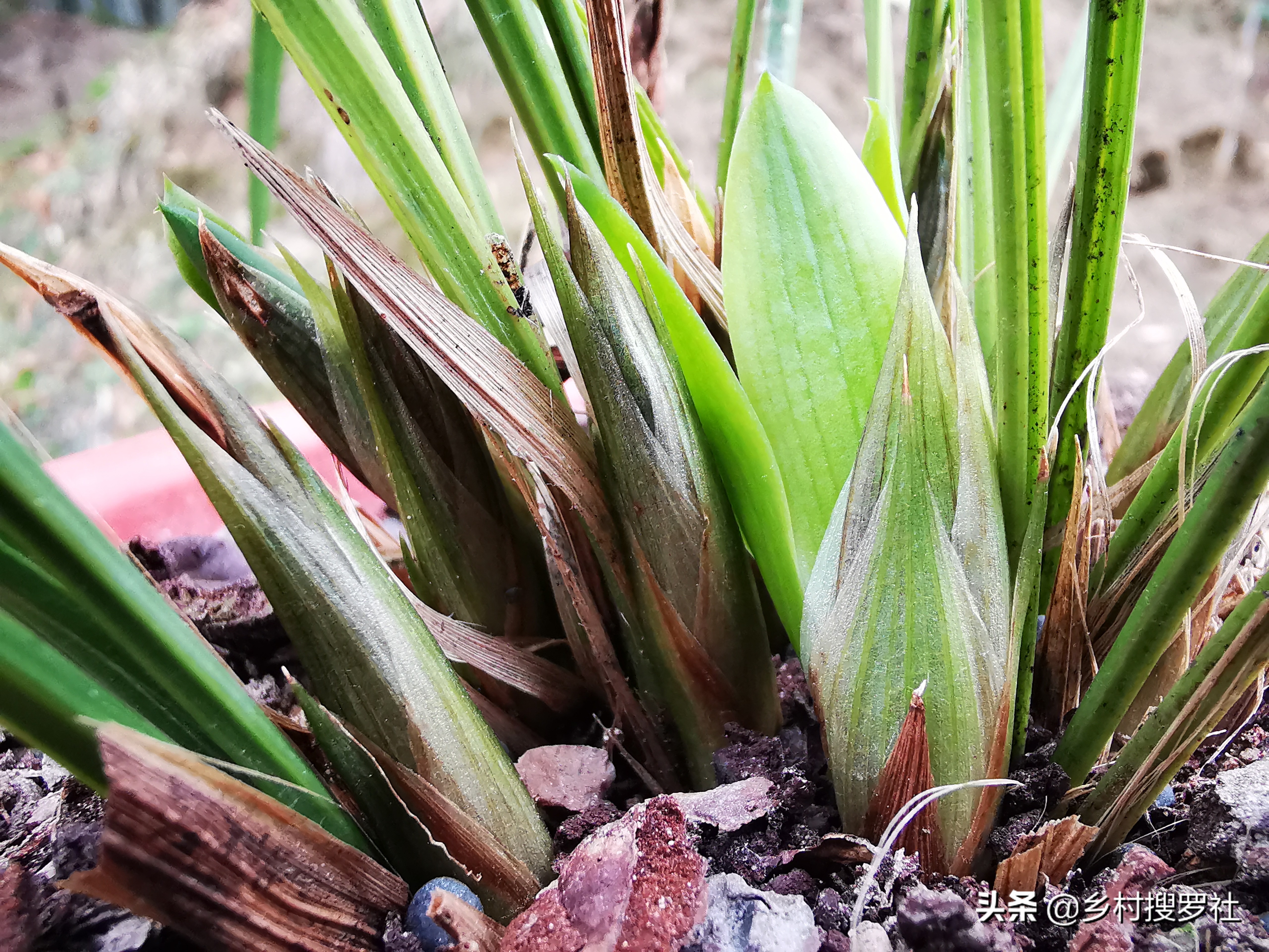 已有花苞的兰花怎么管理好,兰花的花苞怎么才能长的茂盛
