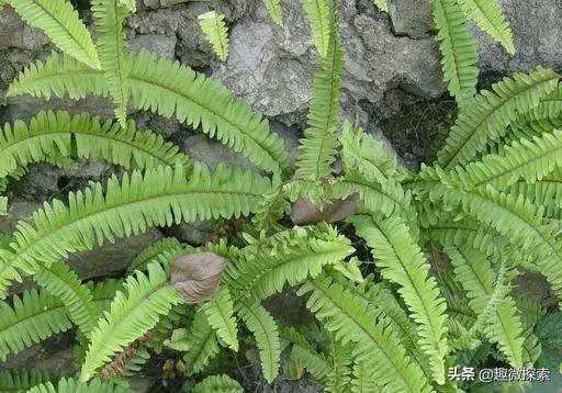 以前在农村很常见的一种野草,农村常见野草你能叫出它的名字吗