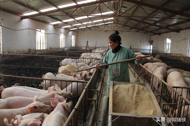 养猪小苏打拌料的用途,小苏打加葡萄糖在养猪中的应用