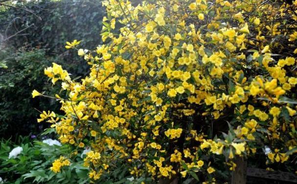 养法国香水茉莉，这么“施肥”最靠谱，叶片长得多，开花必爆盆