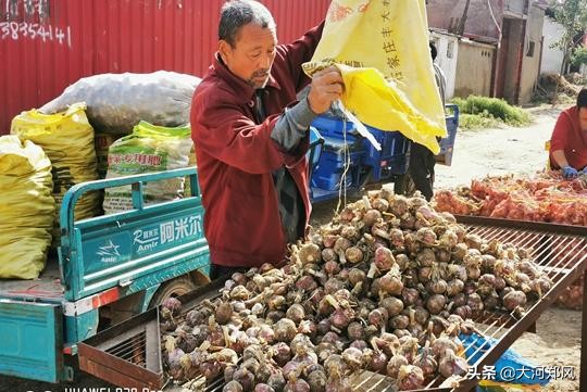 郑州市残联驻村书记朋友圈带货，销售中牟大蒜助农增收
