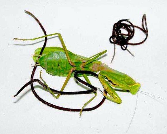 现实中的铁线虫寄生螳螂,可怕的铁丝寄生虫