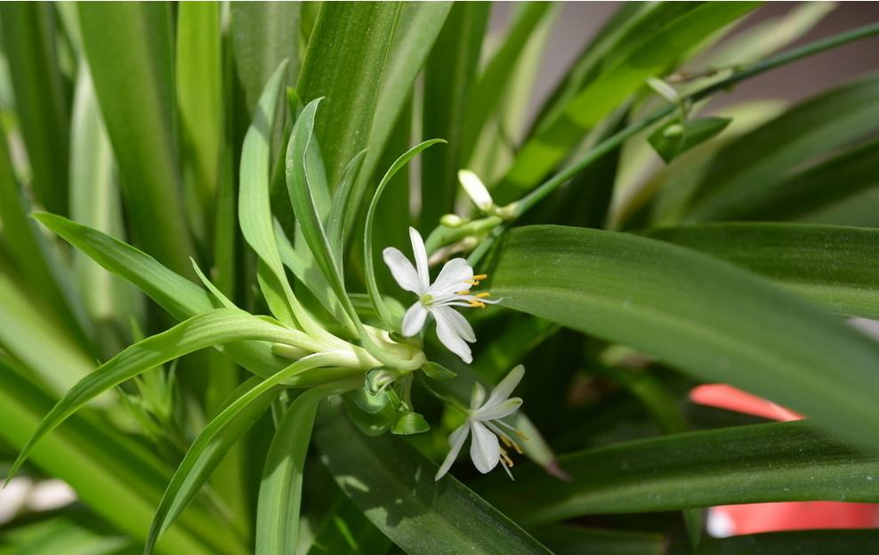 什么花在室内除甲醛效果最好,新装修的房子养什么花除甲醛