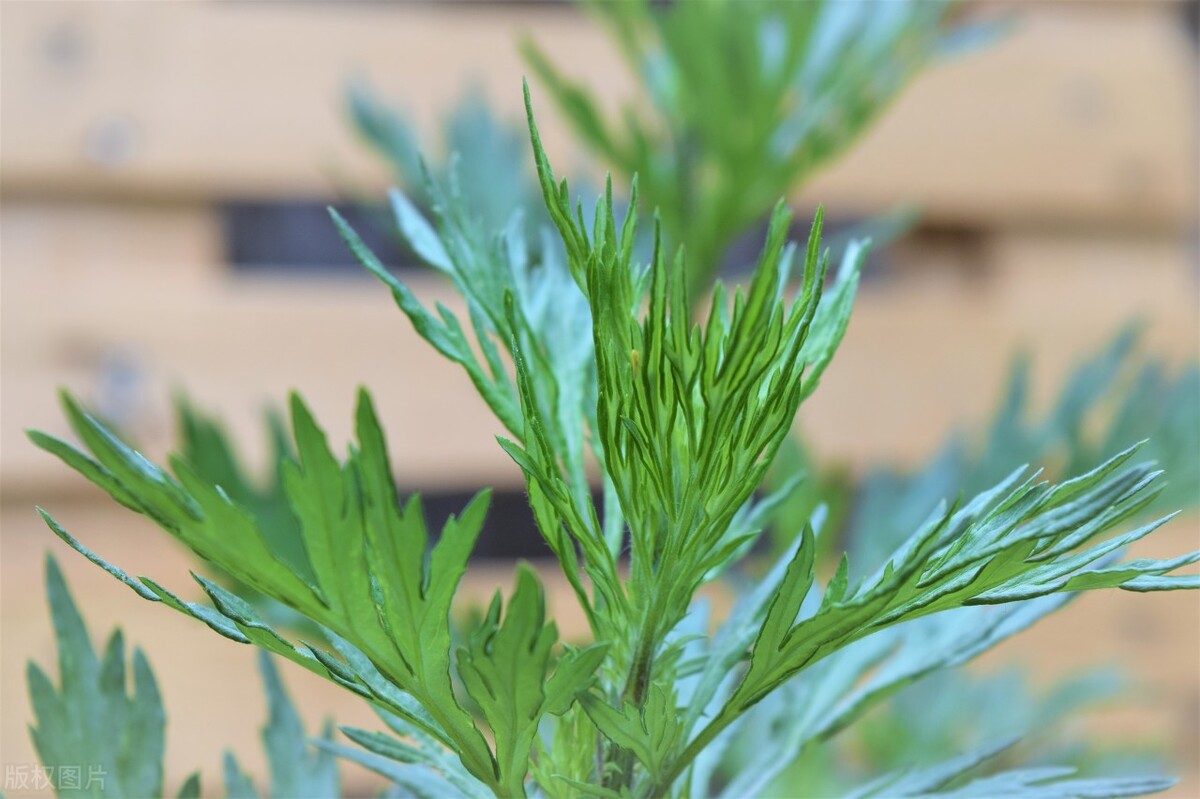 端午挂艾草的正确方法北方,端午挂艾草什么时间挂最好