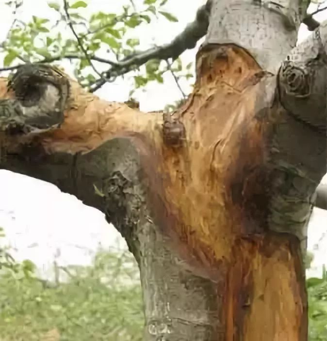 苹果树干干枯怎么回事,苹果枝干类病害图片