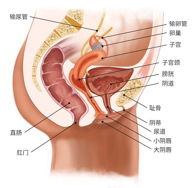 卵巢保养按摩用的精油,卵巢精油保养有用吗女性