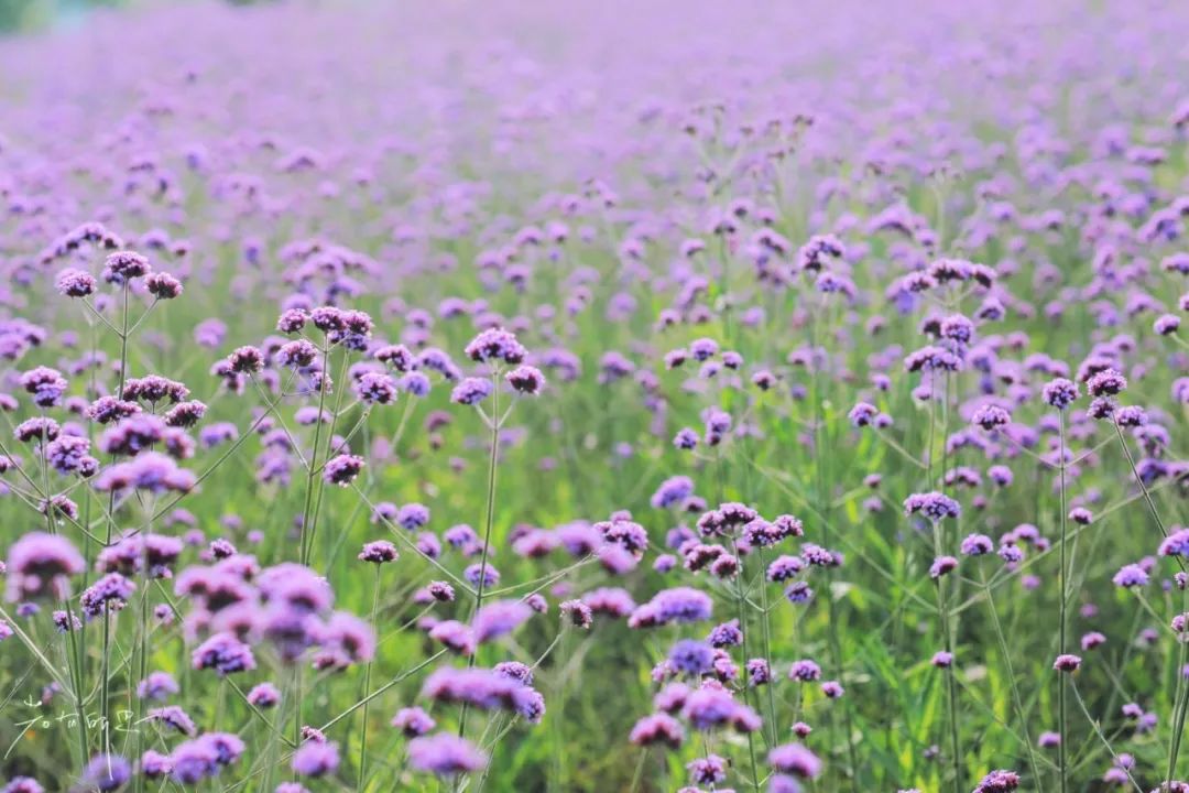 娌欏娴滅殑绱壊鑺辨捣,娌欏娴滈鏅尯鑺辨捣