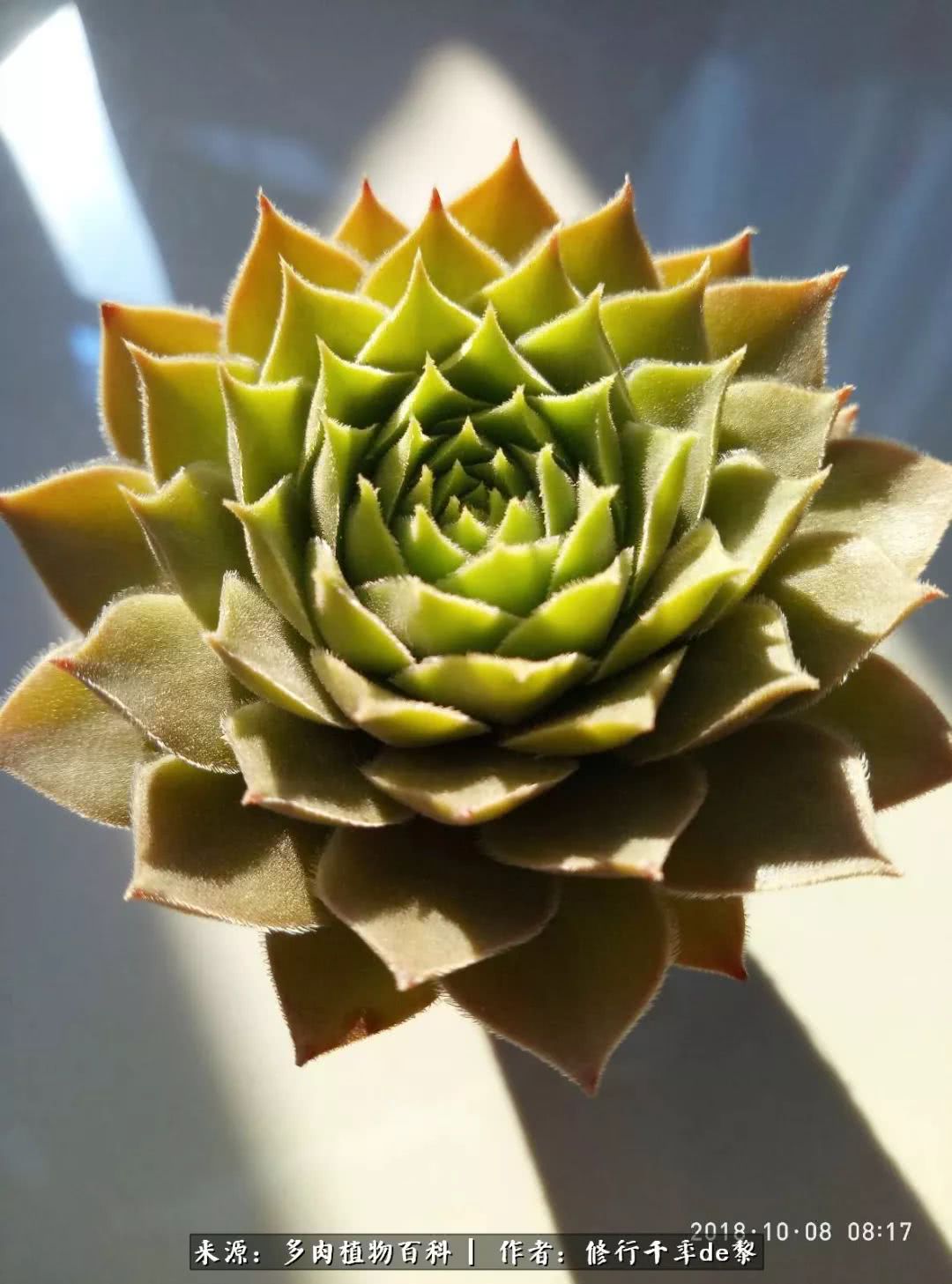 鱼和熊掌不可兼得自由和爱情,鱼和熊掌不可兼得胖和丑如影随形