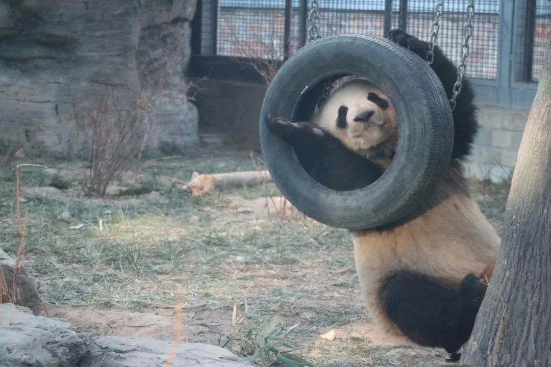 熊猫被绳子吊七个小时没人发现,熊猫被卡轮胎