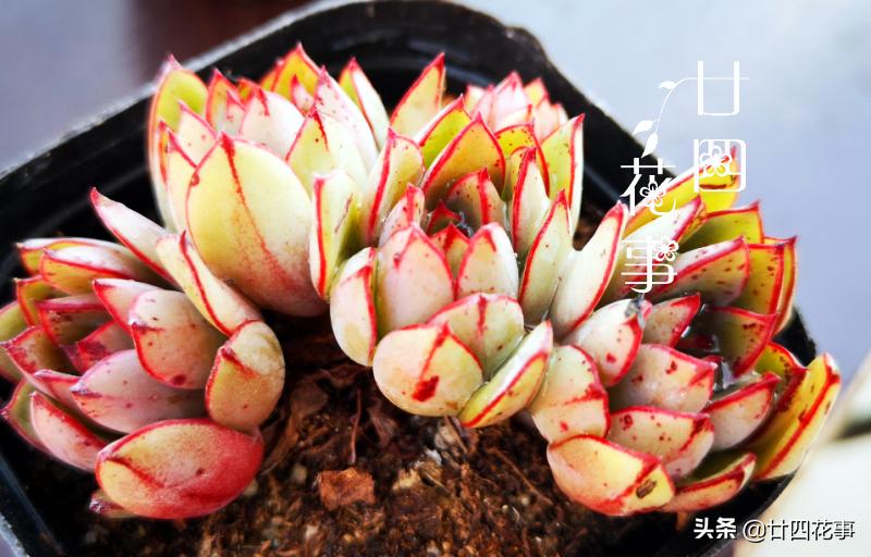 多肉植物如何上色更快呢,多肉植物不上色