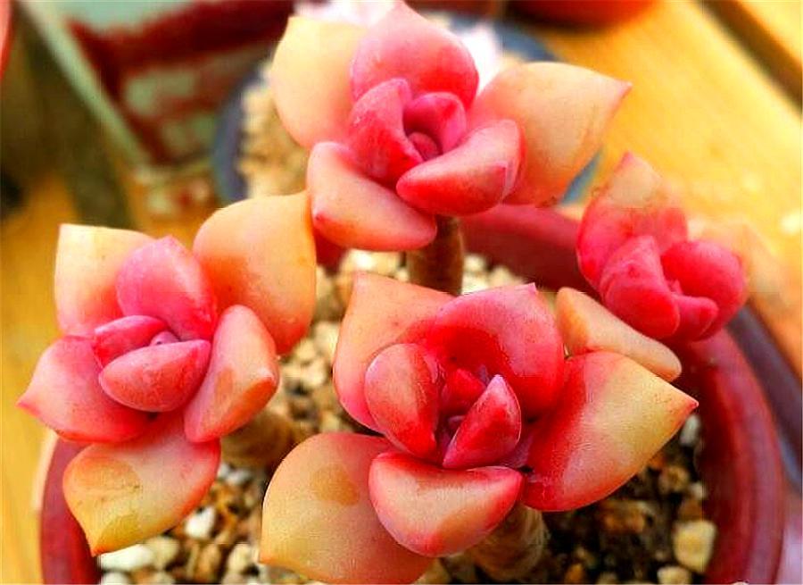 彩虹糖多肉高桩,彩虹糖和可爱玫瑰多肉哪个好看