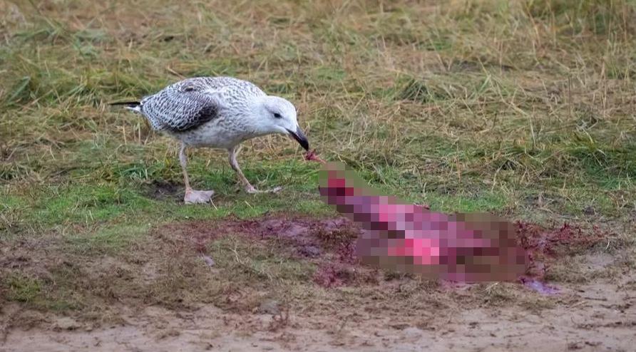 吃胎盘能大补还美容养颜？这块被供上餐桌的“腐肉”，骗了太多人