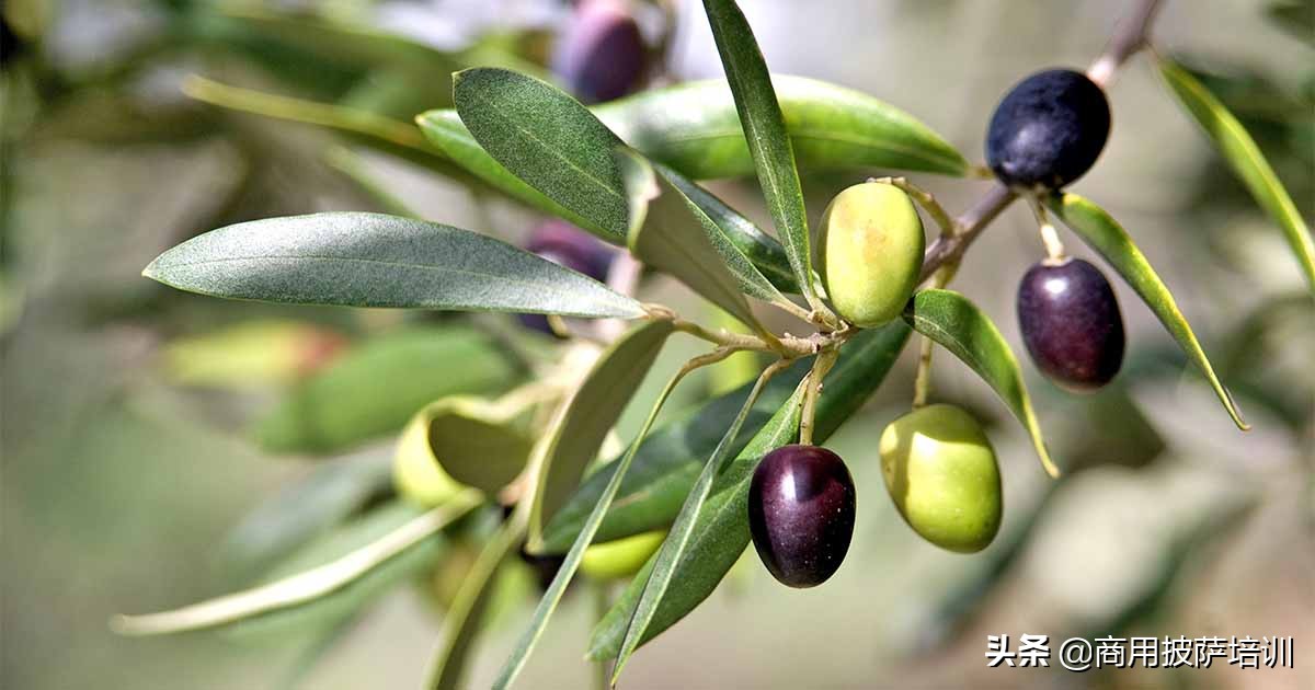 披萨里的知识,披萨可以用橄榄油做吗