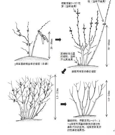 中国人去俄罗斯农场打工真实生活,在农场工作