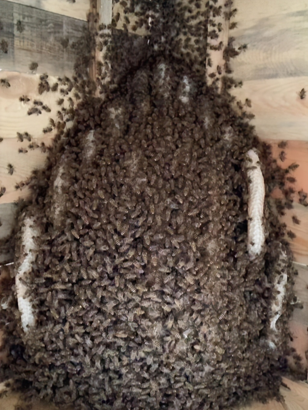 蜜蜂大量采集蜂蜜的方法,采集蜂蜜的蜜蜂分几种