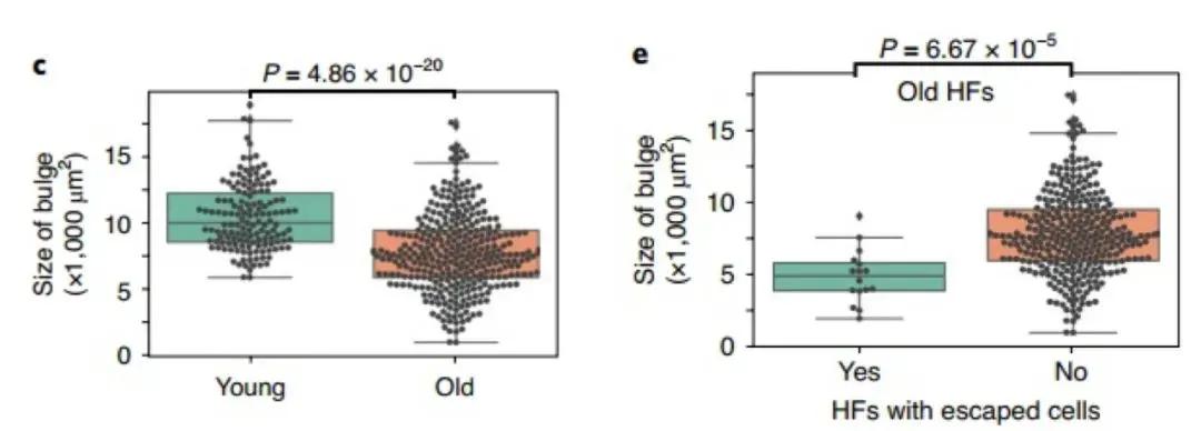 秃头是因为毛囊坏死吗,毛囊干细胞治疗秃头