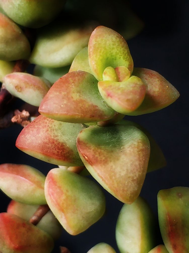 记录多肉长大的全过程,记录所有多肉成长过程