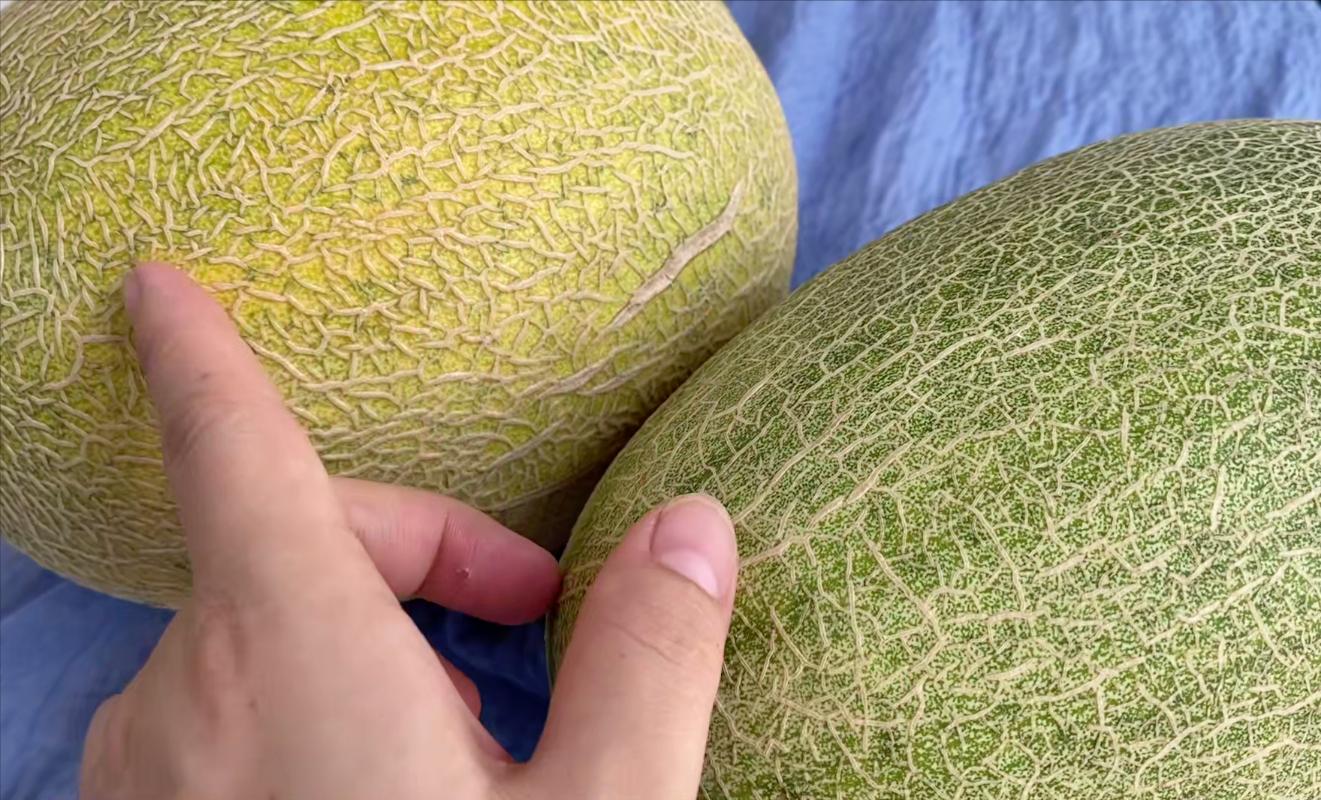 如何选哈密瓜选得又大又甜,果农教你选哈密瓜