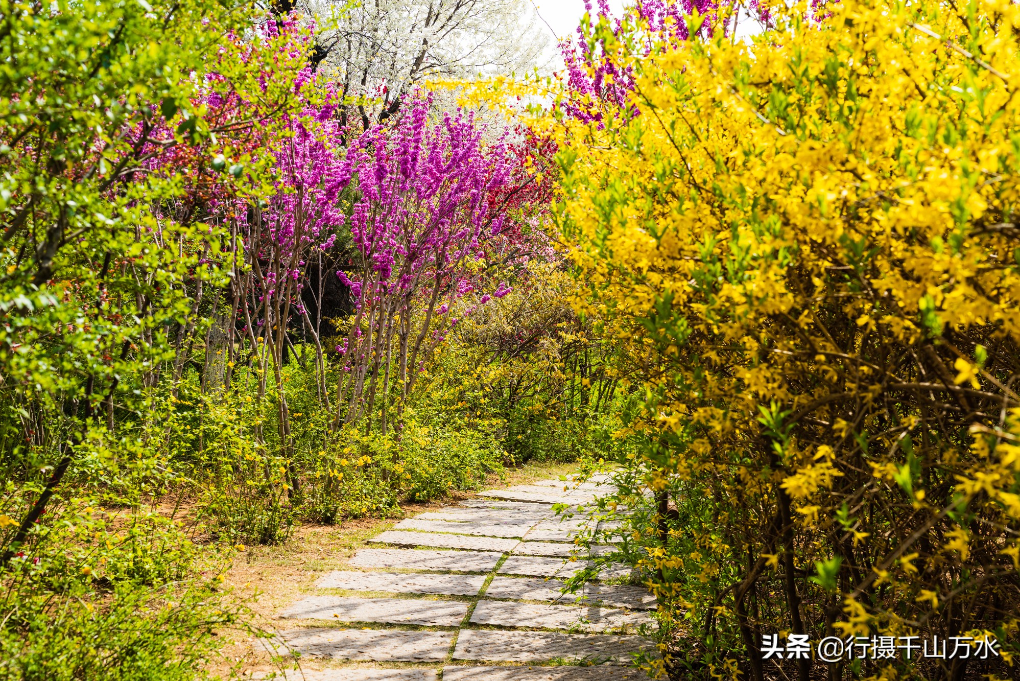 济南免费的森林公园,济南森林公园色彩斑斓秋意渐浓