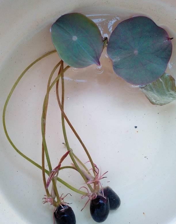 碗莲种几长时间才开花,怎样种碗莲当年开花