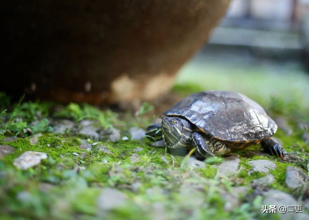 相识27天闪婚，这对逃离大城市的小夫妻，实现“面包爱情”双丰收