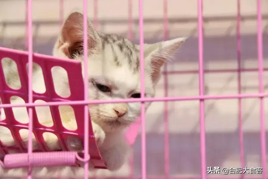 <html>
<head><title>502BadGateway</title></head>
<body>
<center><h1>502BadGateway</h1></center>
<hr><center>nginx</center>
</body>
</html>
<!--apaddingtodisableMSIEandChromefriendlyerrorpage-->
<!--apaddingtodisableMSIEandChromefriendlyerrorpage-->
<!--apaddingtodisableMSIEandChromefriendlyerrorpage-->
<!--apaddingtodisableMSIEandChromefriendlyerrorpage-->
<!--apaddingtodisableMSIEandChromefriendlyerrorpage-->
<!--apaddingtodisableMSIEandChromefriendlyerrorpage-->
