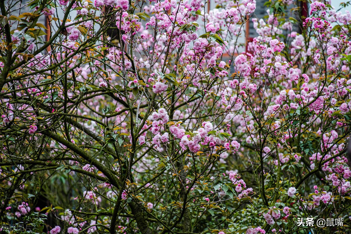 世说新语原文和译文,世说新语原文及翻译陈太丘与友期