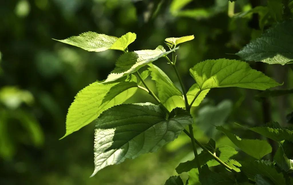 宝宝脸上长湿疹妈妈需要忌口吗,湿疹好了还用忌口吗