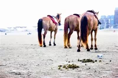羊粪鸡粪和猪粪哪个效果最好,猪粪鸡粪牛粪羊粪哪个好