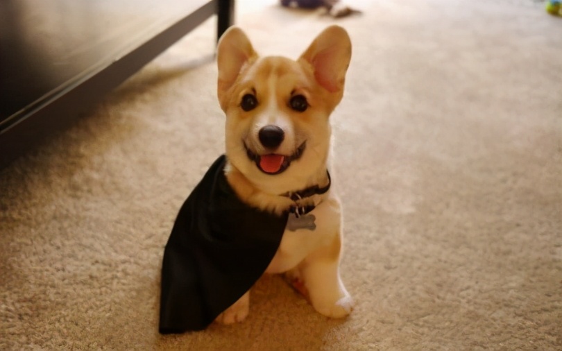 柯基犬的毕生愿望你完成了几个,柯基犬喜欢做什么事情