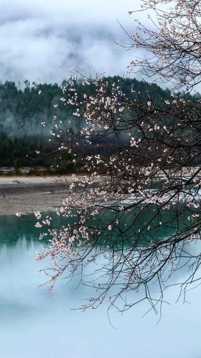 春风最美的时光,春分最美时间