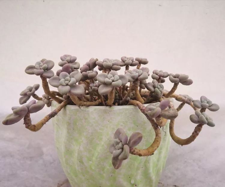 一花一世界多肉园艺,一花一世界一叶一菩提多肉植物