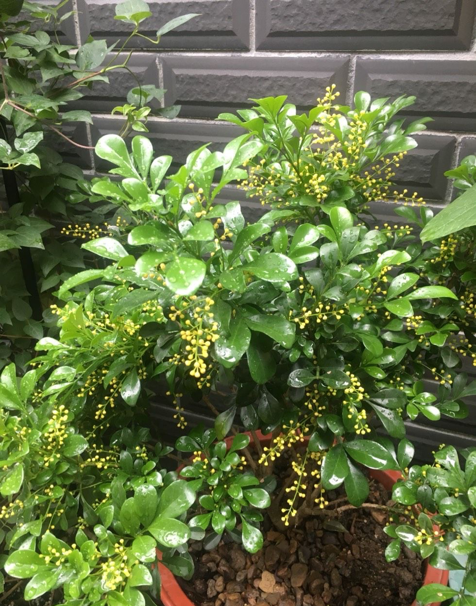 米兰花怎么养才香甜好看,米兰花怎么样养才能香味浓郁