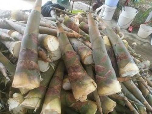 竹笋苗怎么种植,水竹笋怎么种植