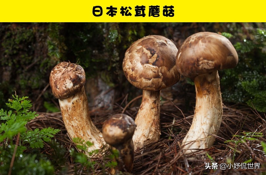 盘点那些很贵的食物,昂贵的8种食物你吃过哪几个