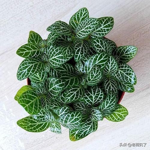 网纹草叶子卷起来了要怎么改善,网纹草叶茎褪色怎么回事