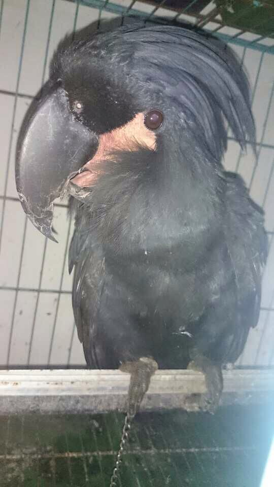 天津葵花鹦鹉多少钱一只,花鸟市场捡漏葵花鹦鹉